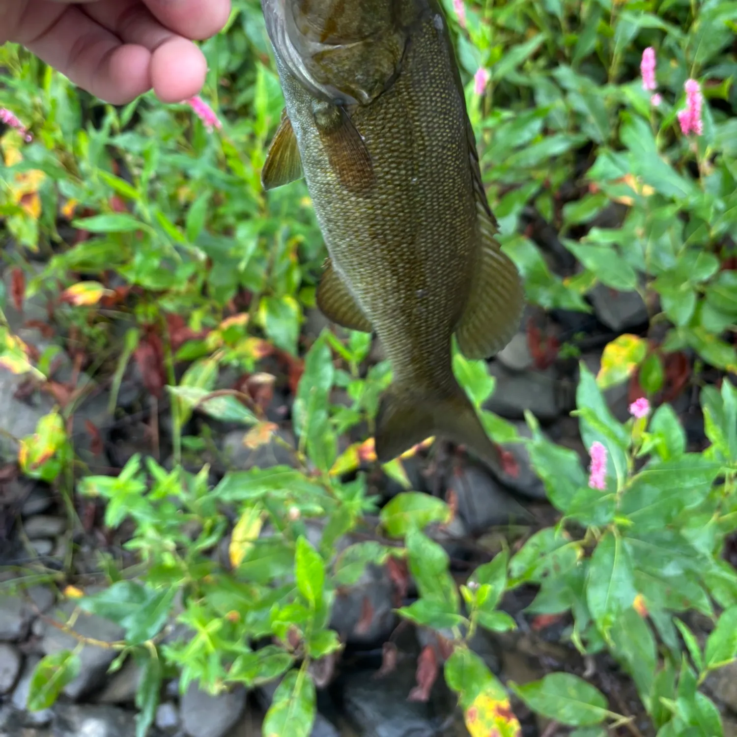 Smallmouth bass caught on Fishbrain