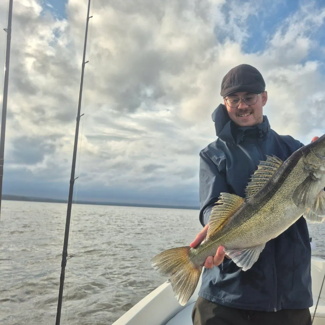 Zander caught on Fishbrain