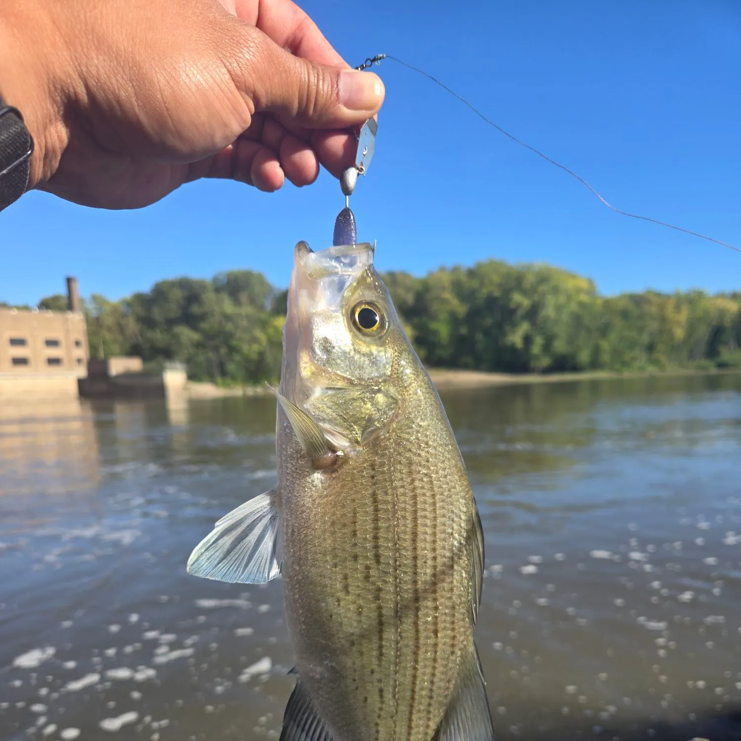 White bass caught on Fishbrain