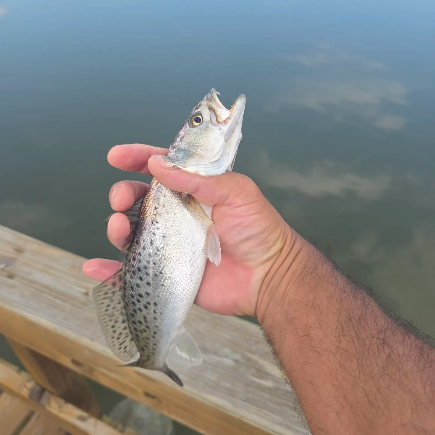 Spotted seatrout caught on Fishbrain