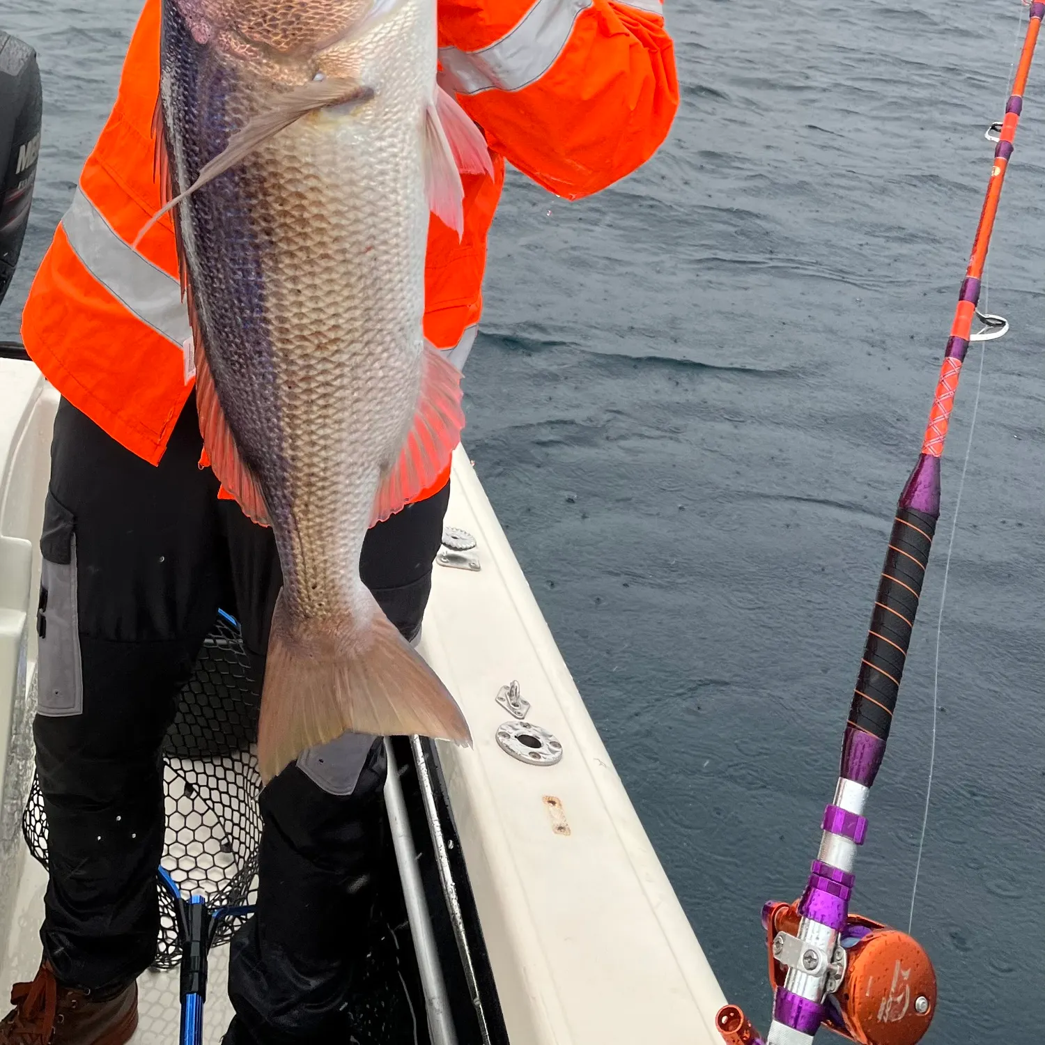 The most recent Common dentex catches on Fishbrain