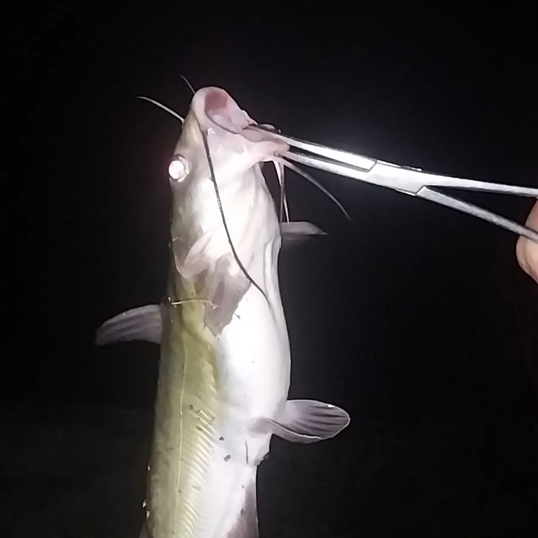 Channel catfish caught on Fishbrain