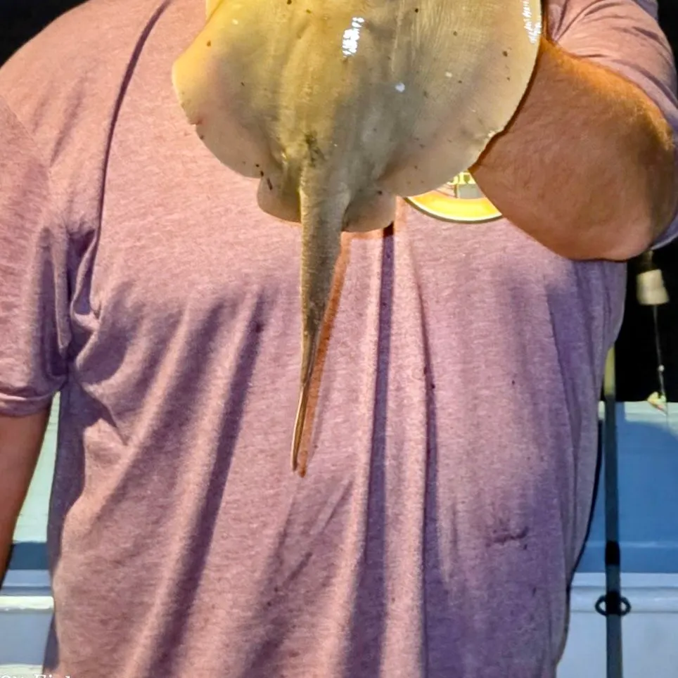 Haller's round ray caught on Fishbrain