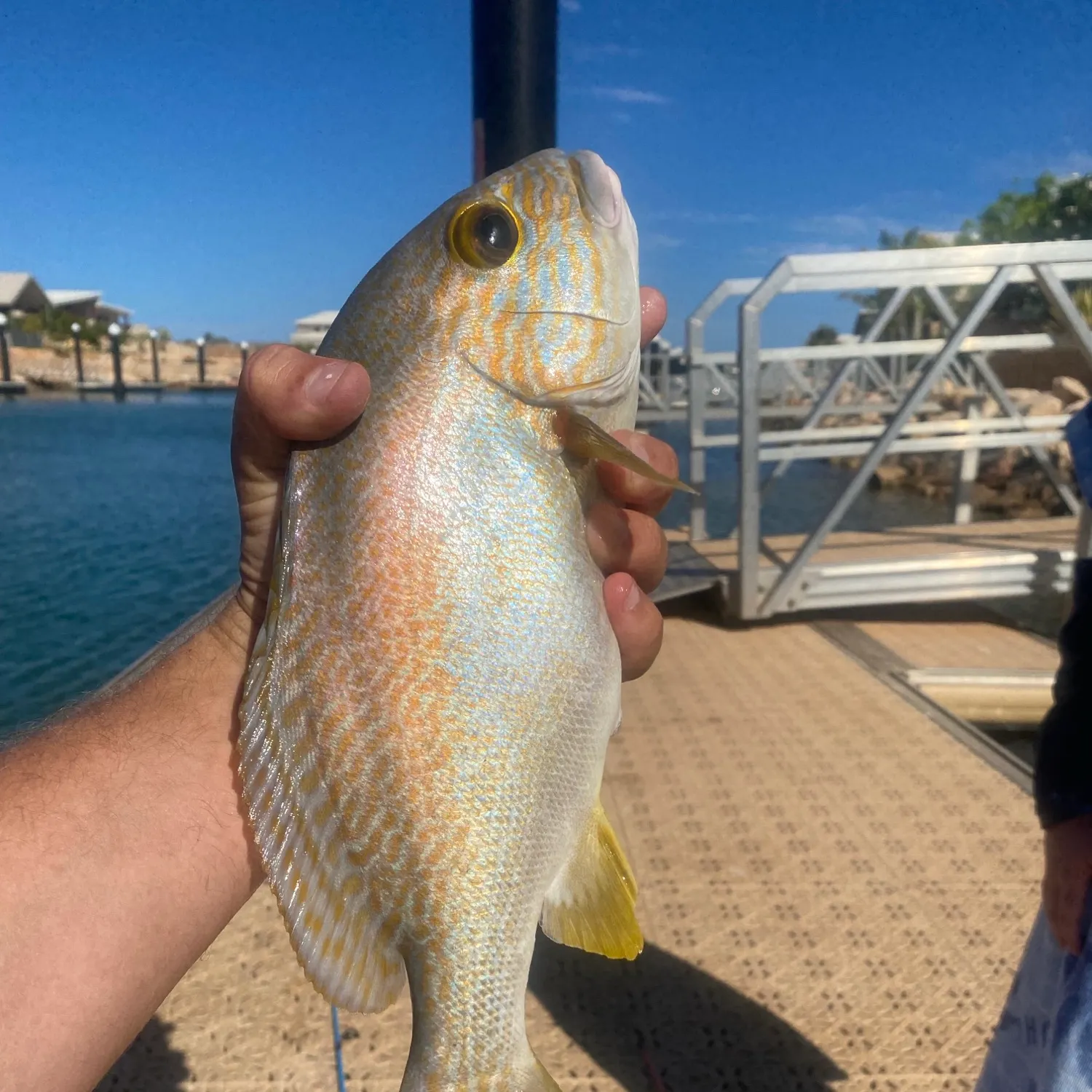 The most recent Dory snapper catches on Fishbrain