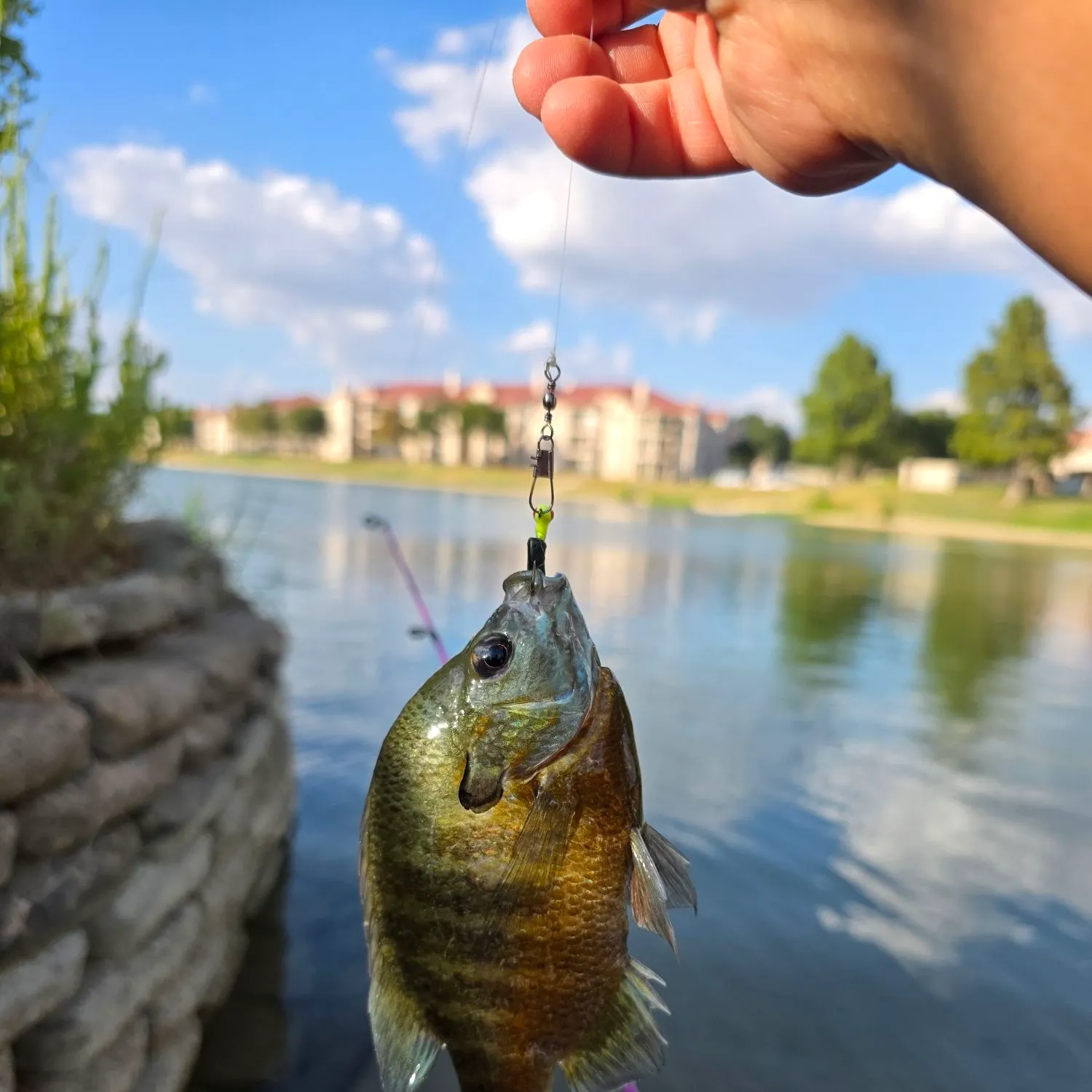 Bluegill caught on Fishbrain