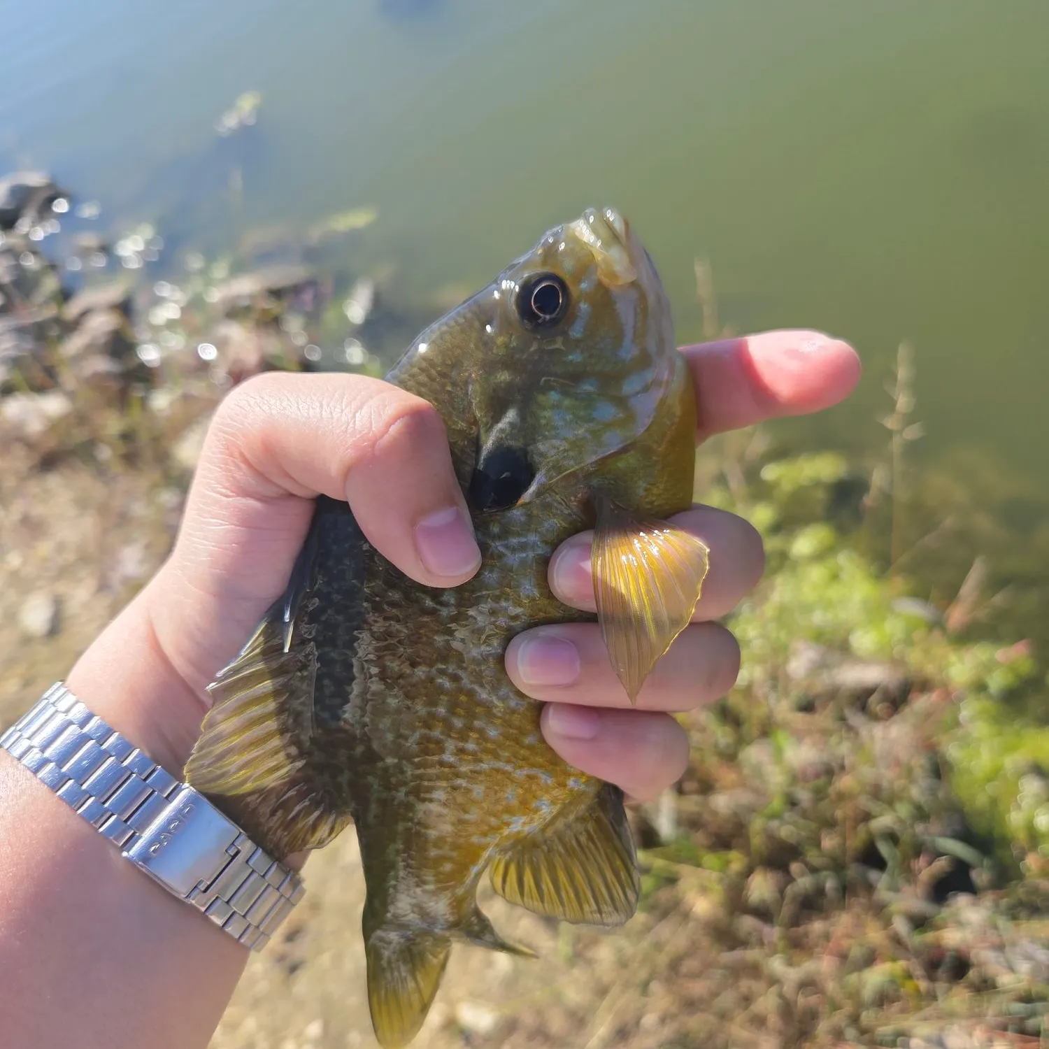 Greengill hybrid caught on Fishbrain