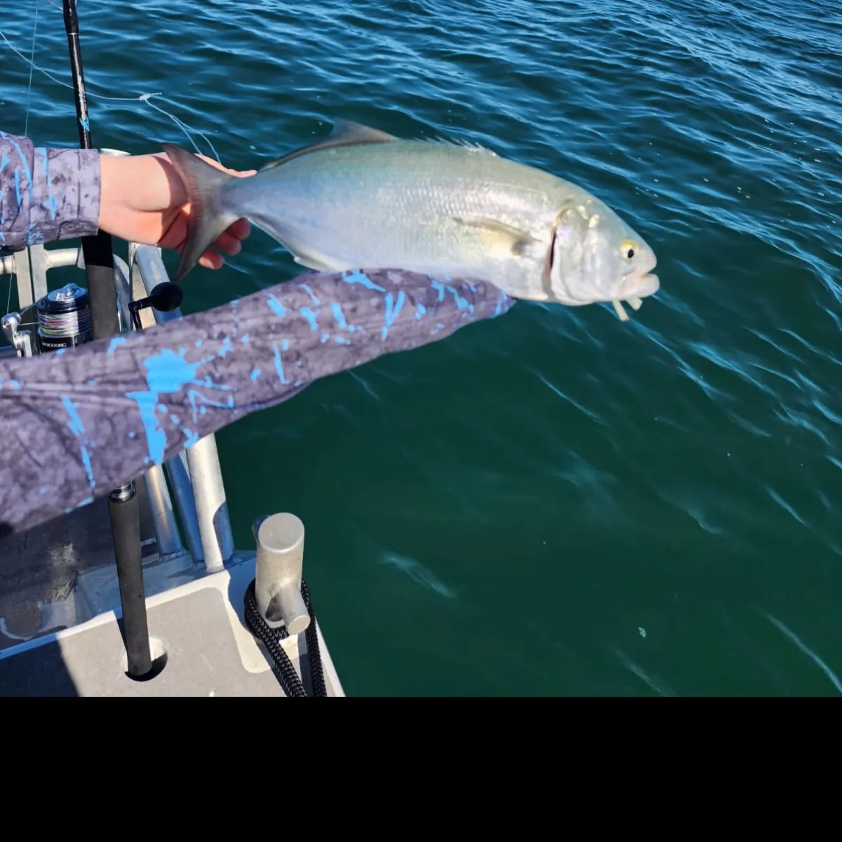 Bluefish caught on Fishbrain