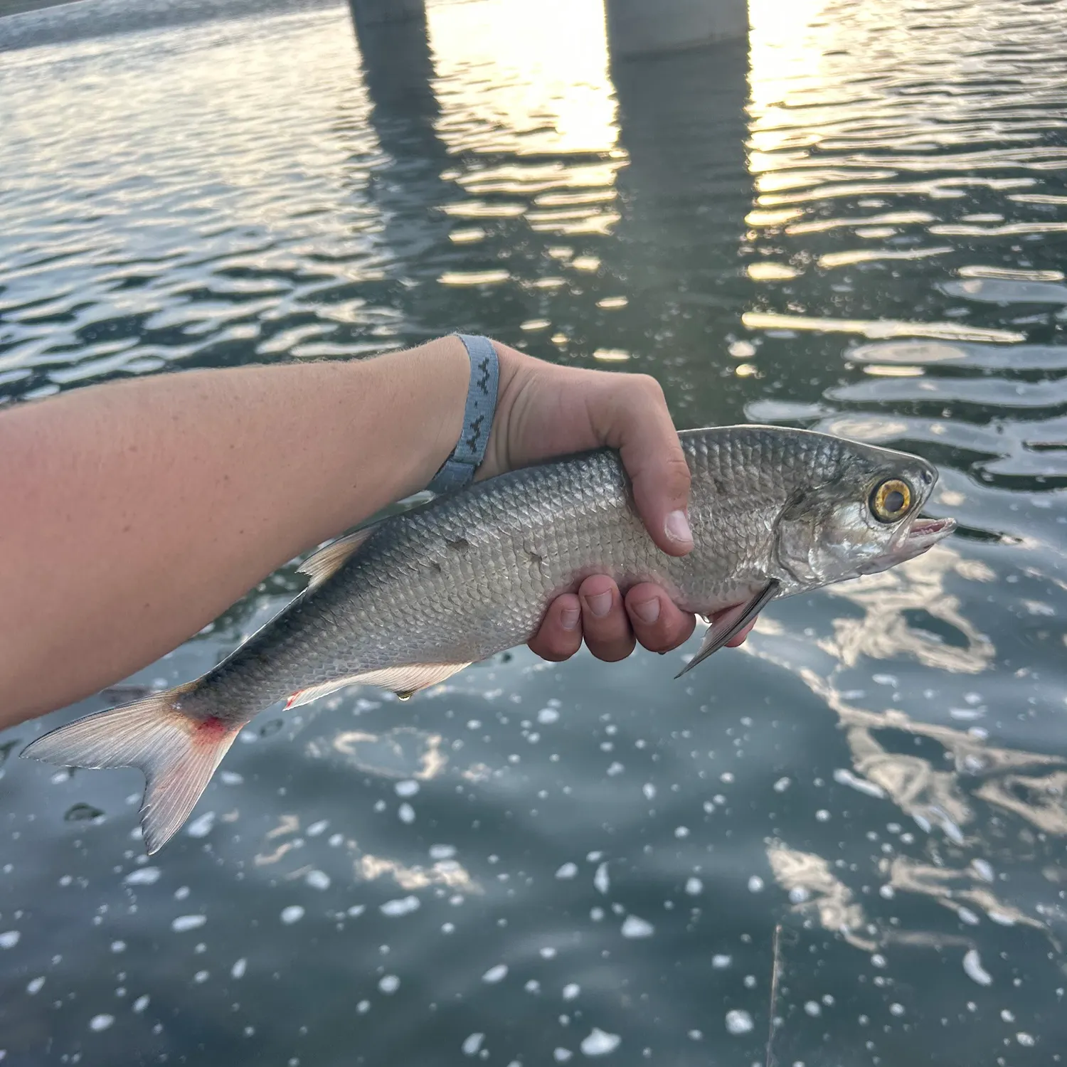 The most recent Goldeye catches on Fishbrain