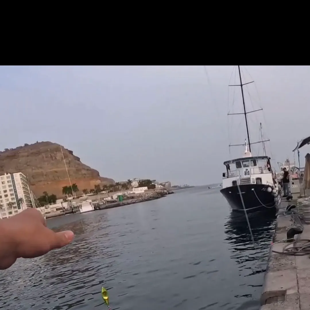 The most recent Mediterranean rainbow wrasse catches on Fishbrain