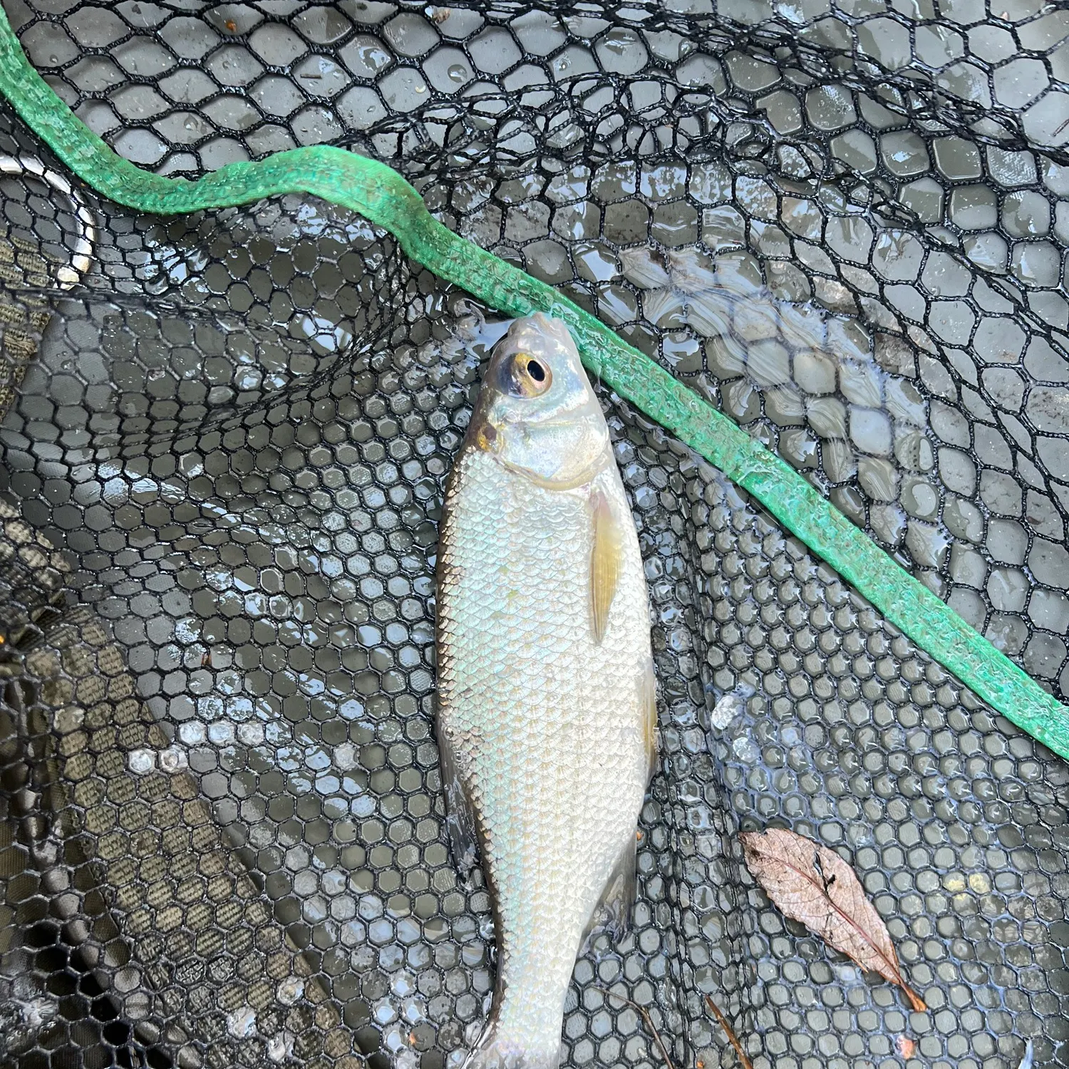 The most recent White bream catches on Fishbrain