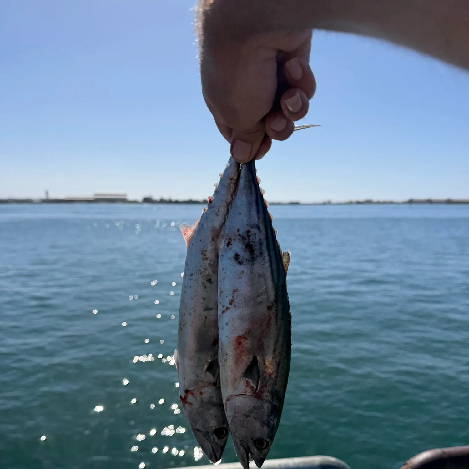 Pacific bonito caught on Fishbrain