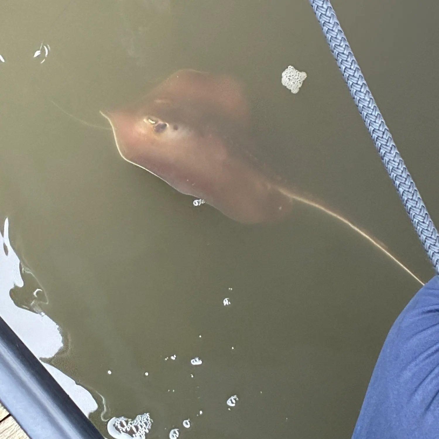 Atlantic stingray caught on Fishbrain
