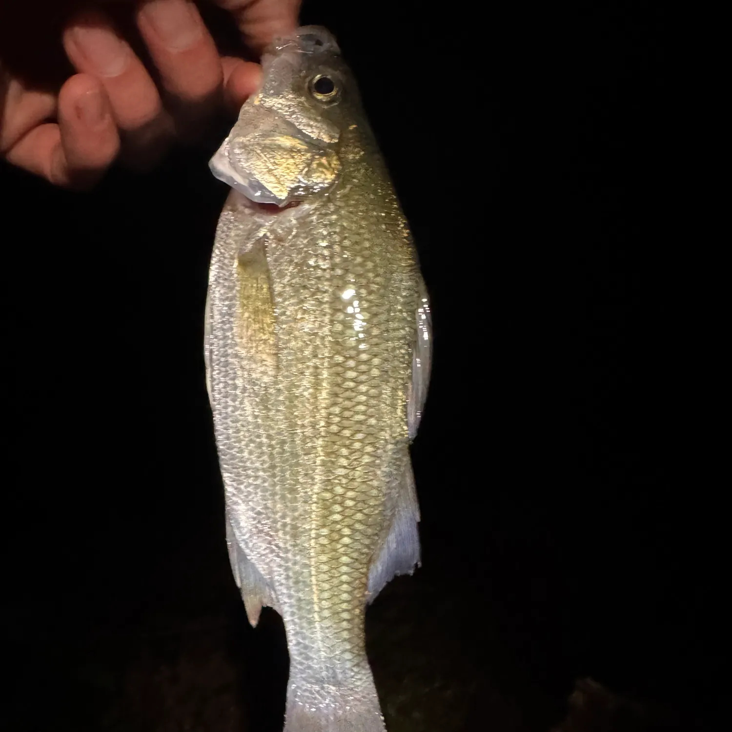 Common shiner caught on Fishbrain