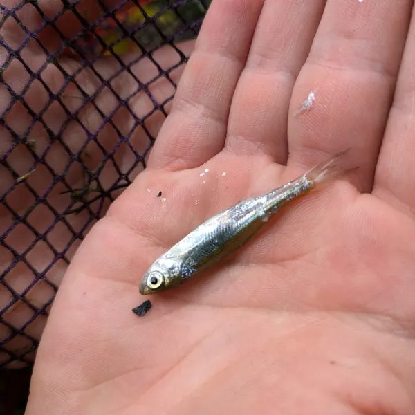 The most recent European chub catches on Fishbrain