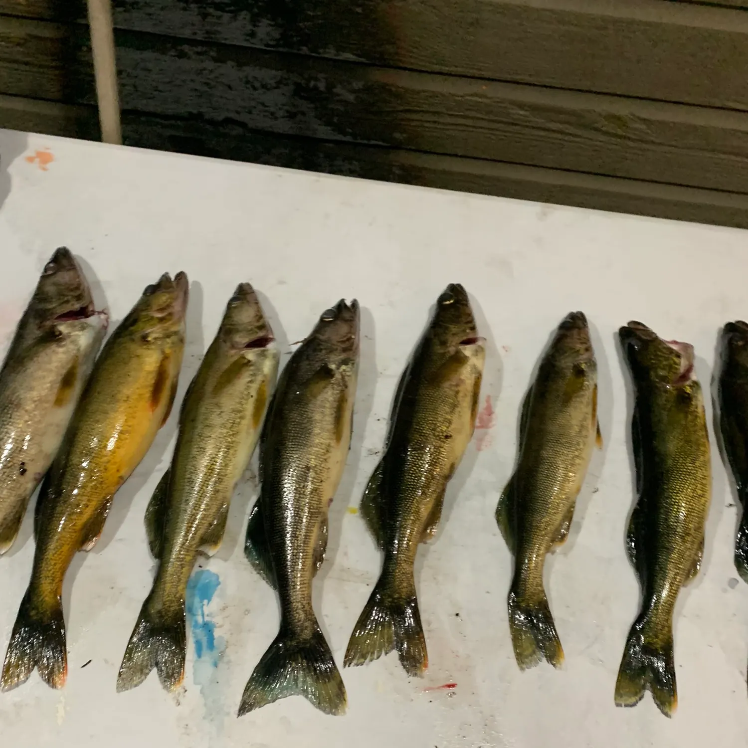 recently logged catches