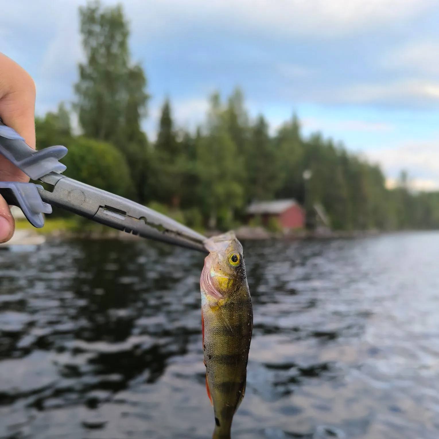 European perch caught on Fishbrain