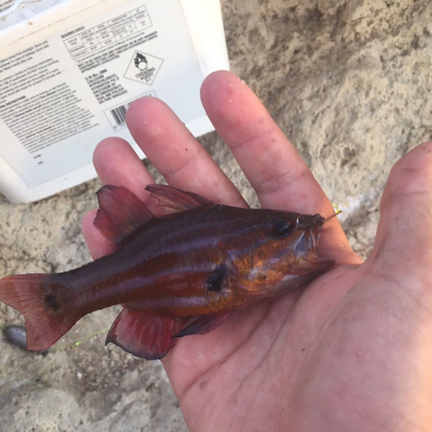 The most recent Western striped cardinalfish catches on Fishbrain
