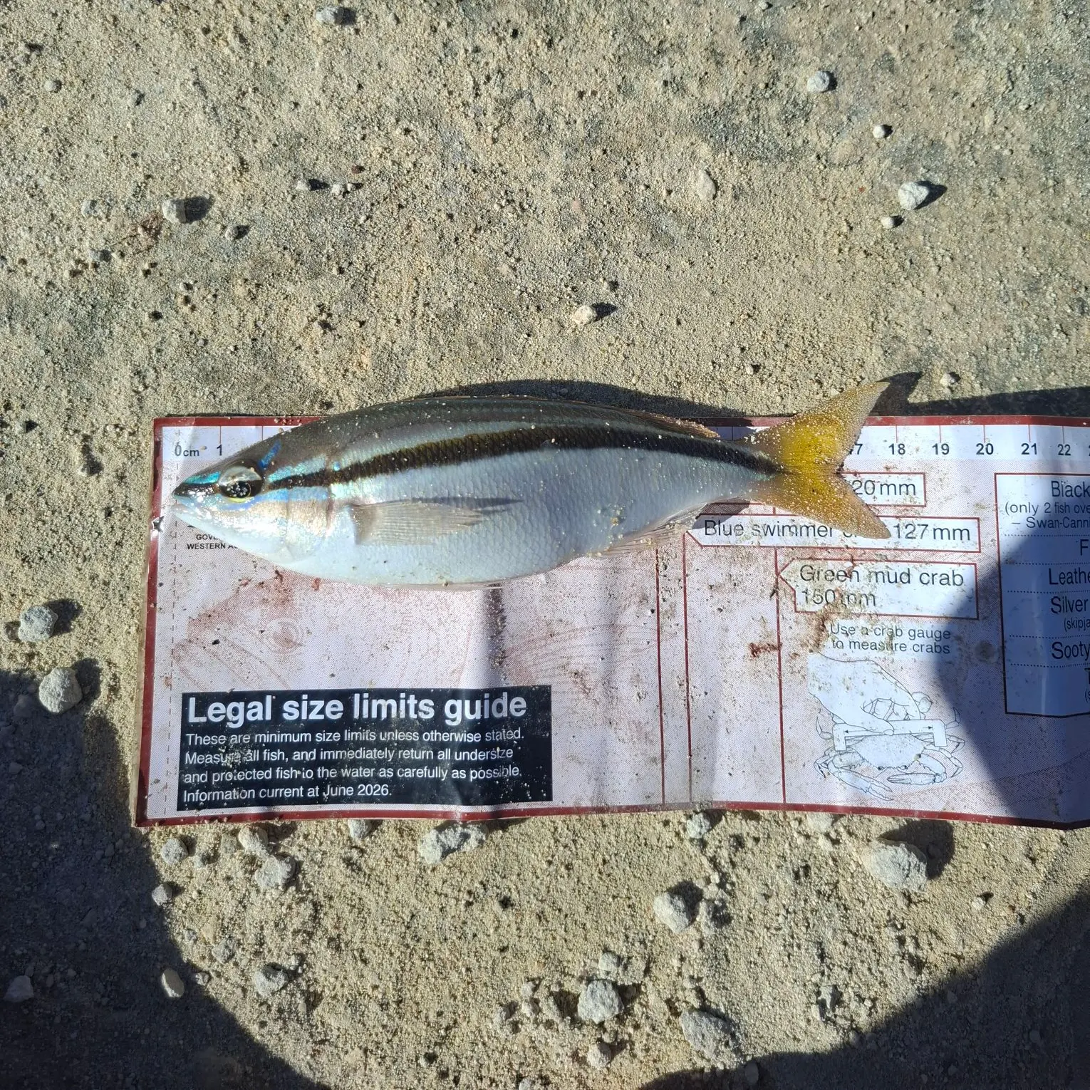 Striped whiptail caught on Fishbrain