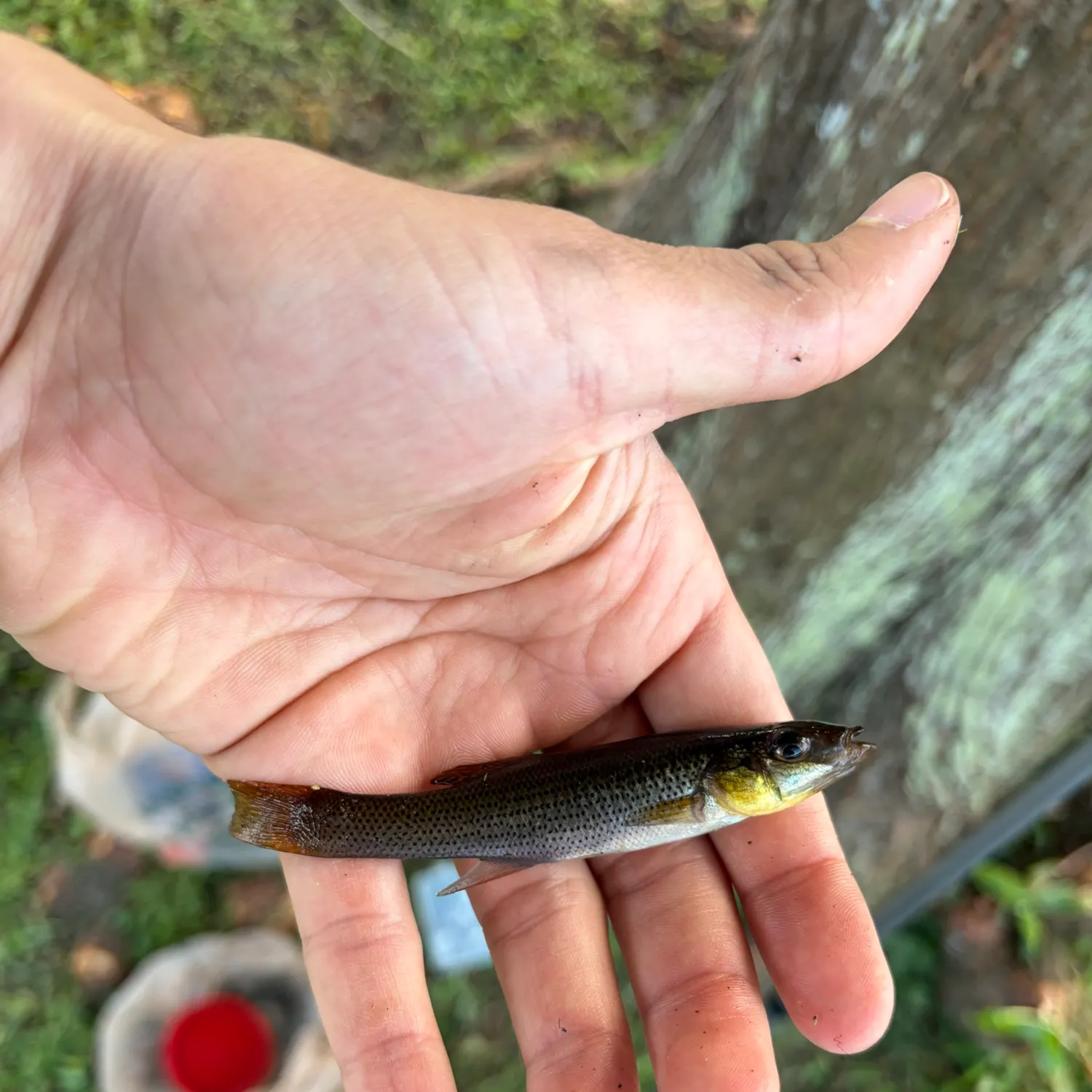 Seminole killifish caught on Fishbrain