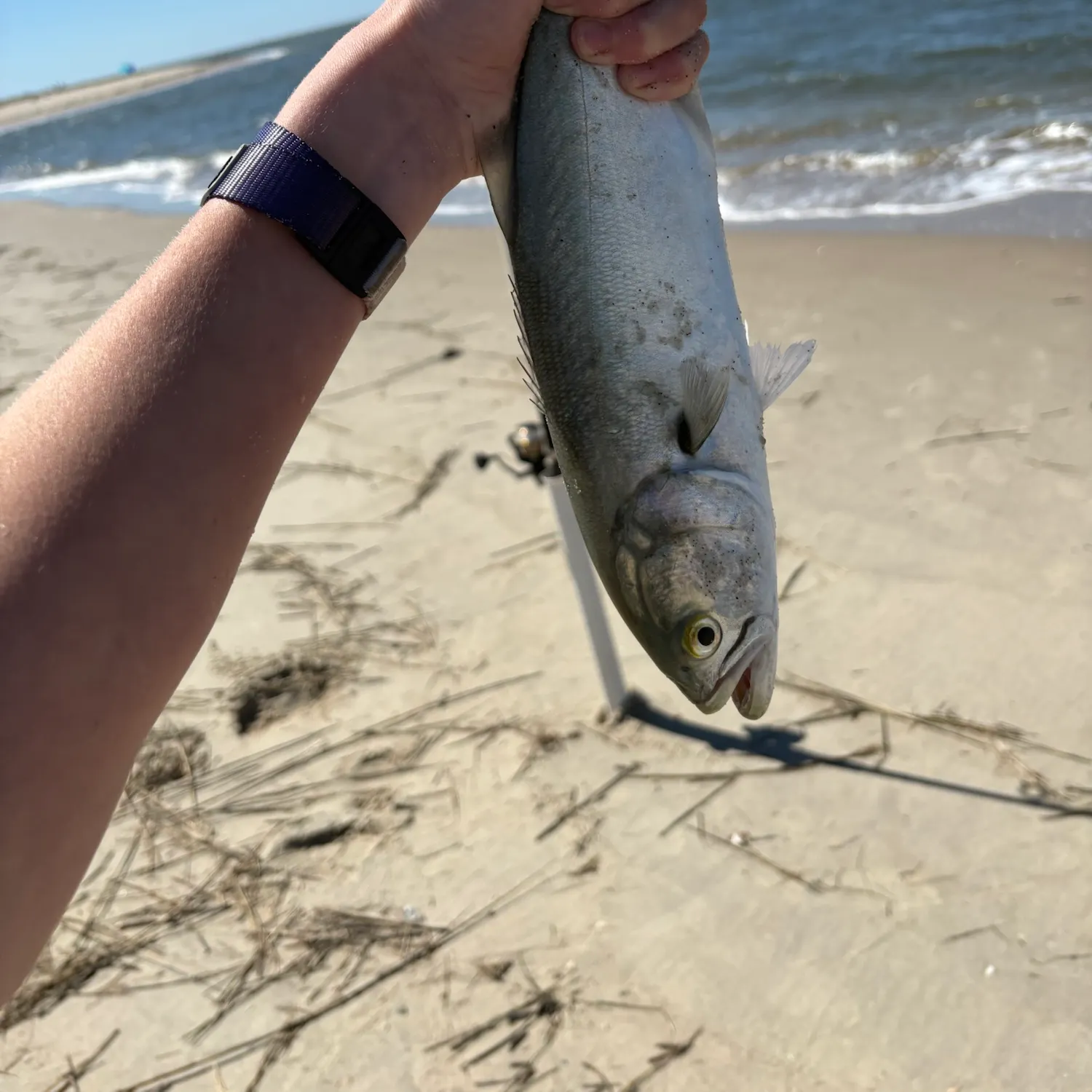 Bluefish caught on Fishbrain