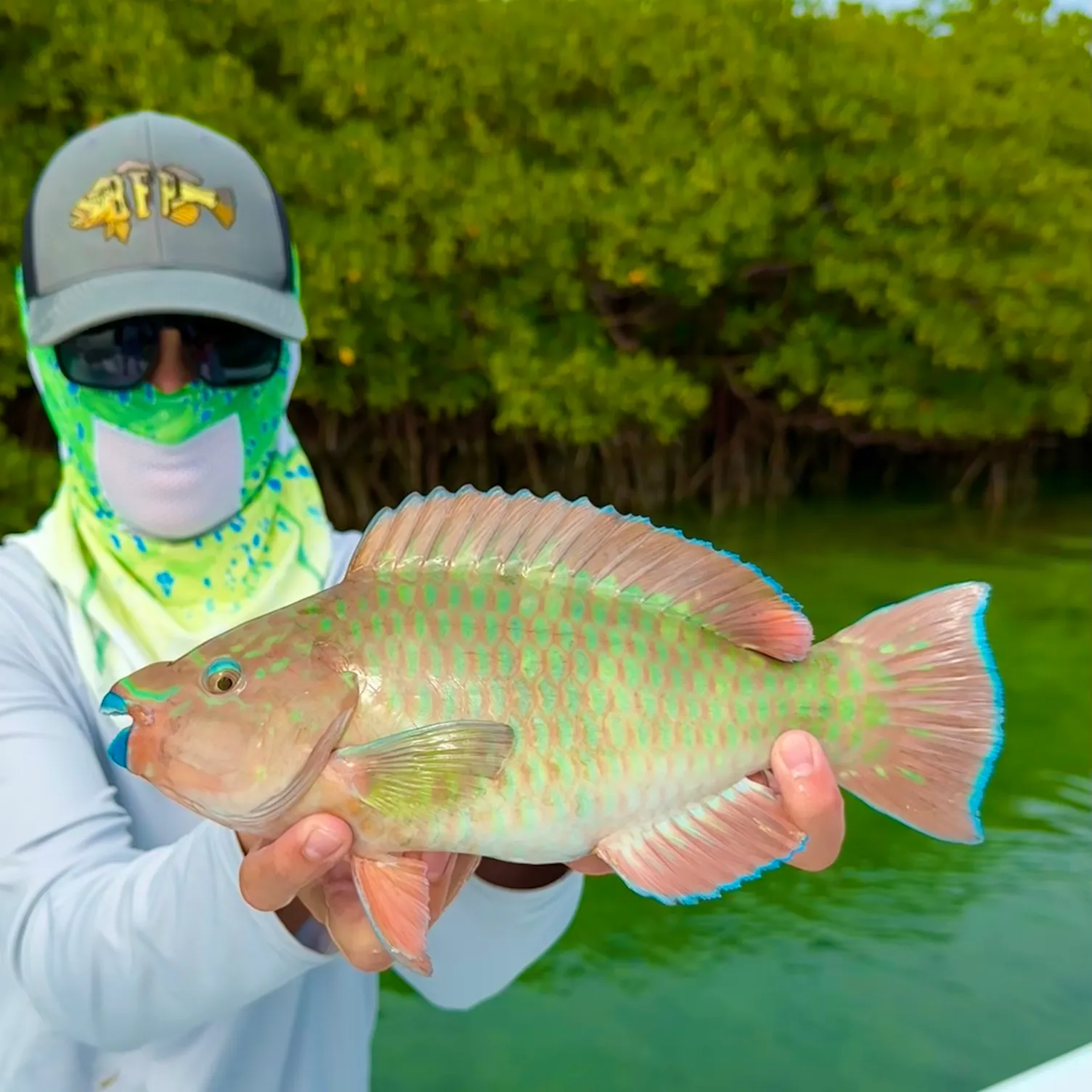 The most recent Rainbow parrotfish catches on Fishbrain