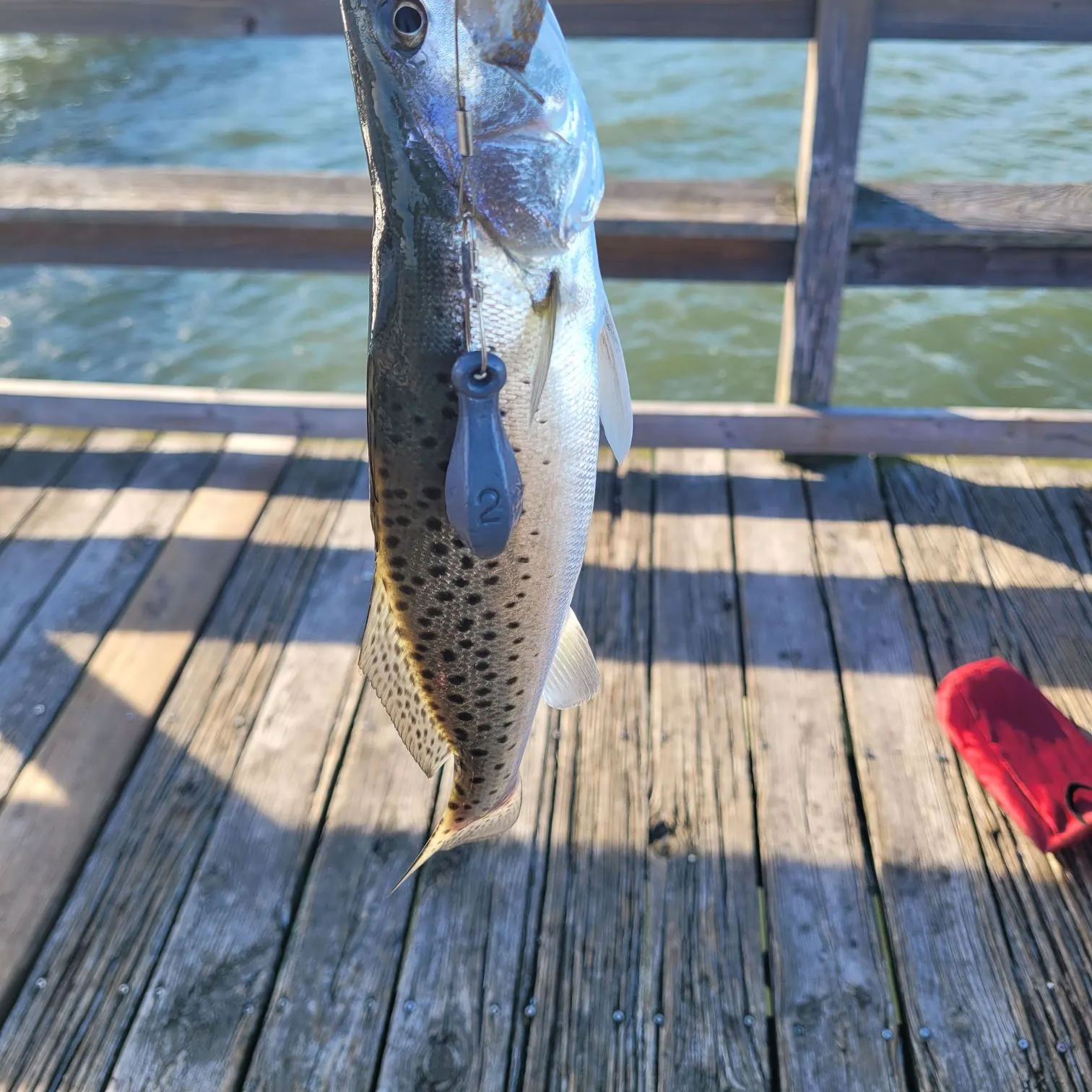 Spotted seatrout caught on Fishbrain