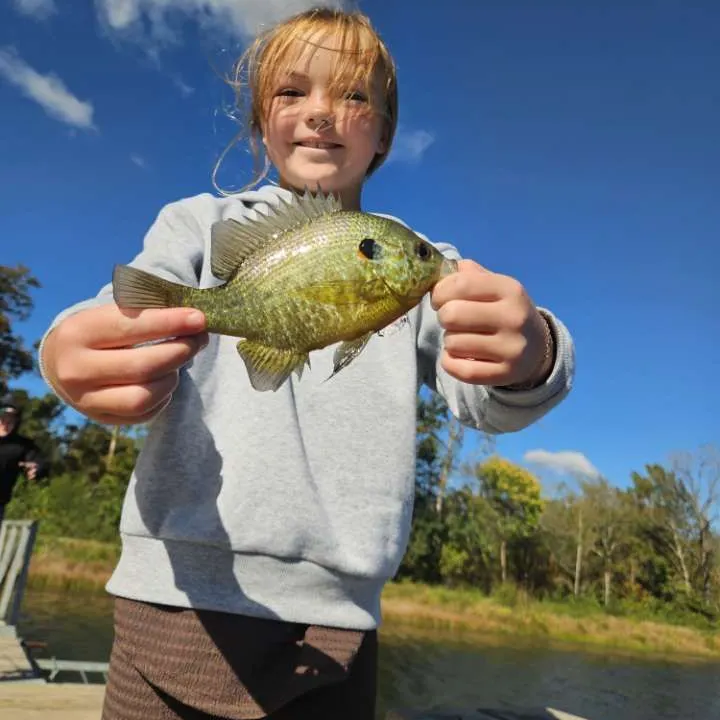 Bluegill caught on Fishbrain