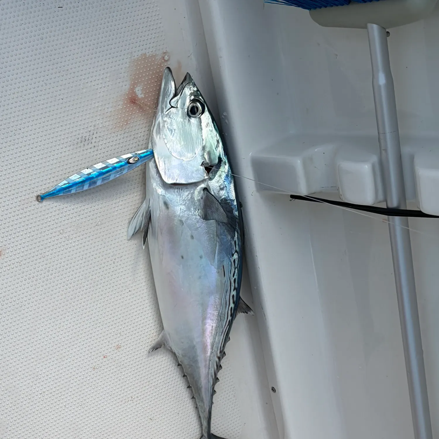 The most recent Little tunny catches on Fishbrain