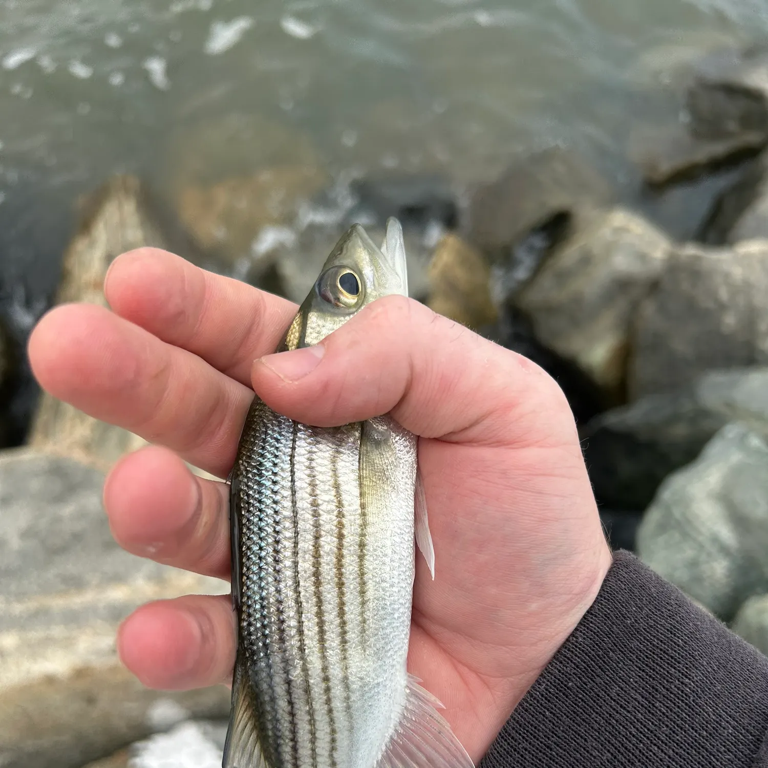 Striped bass caught on Fishbrain