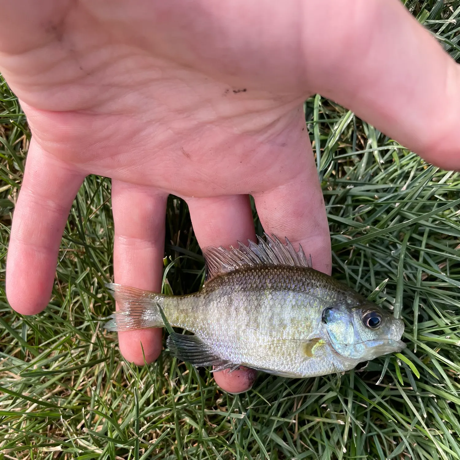 Bluegill caught on Fishbrain