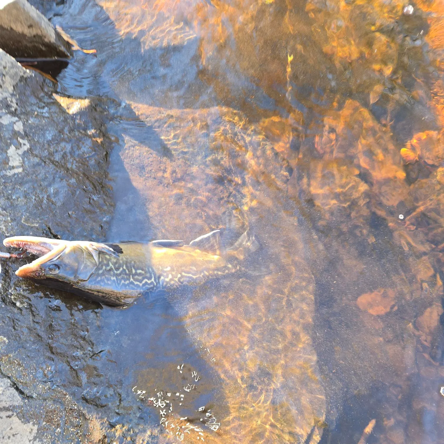 Tiger trout caught on Fishbrain