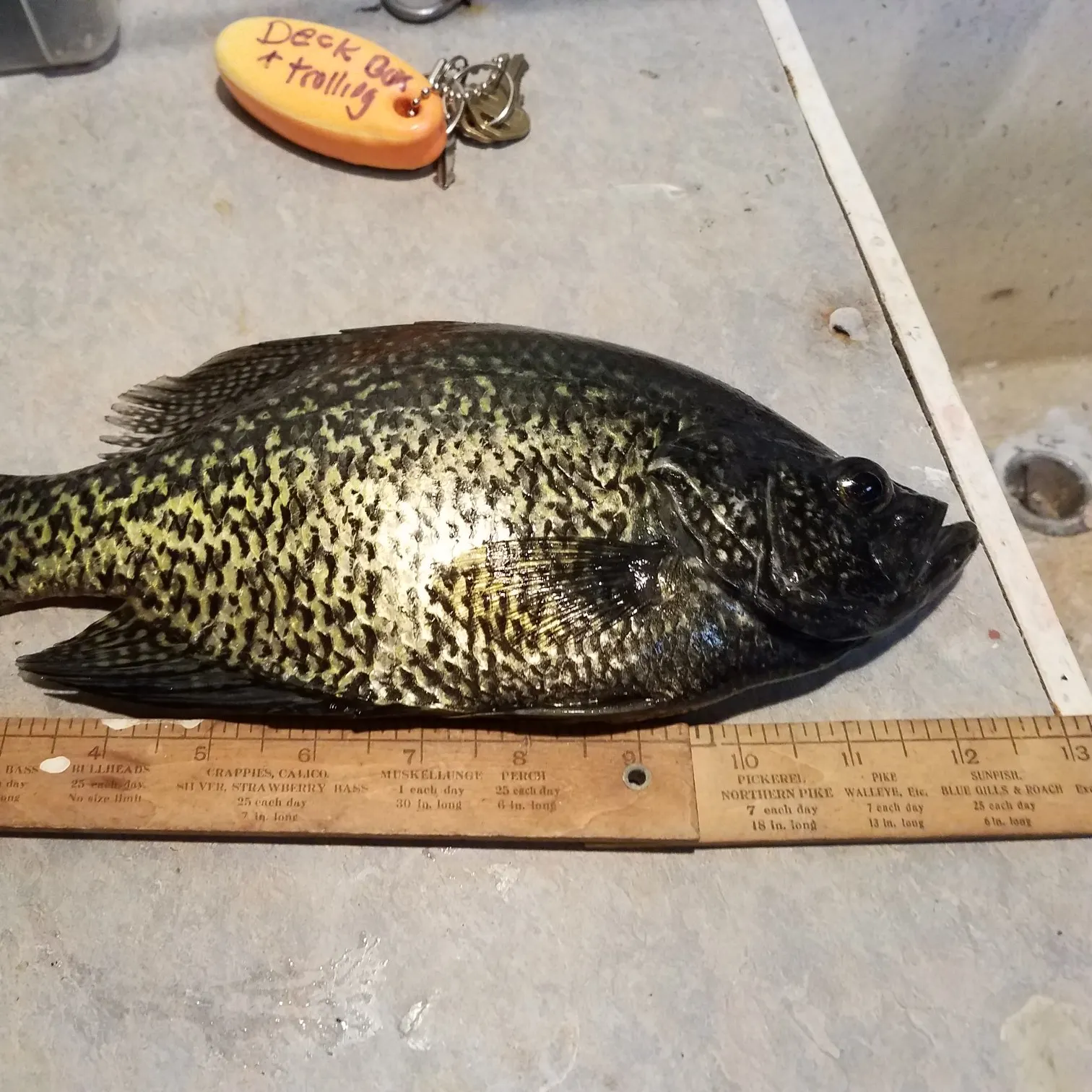 recently logged catches