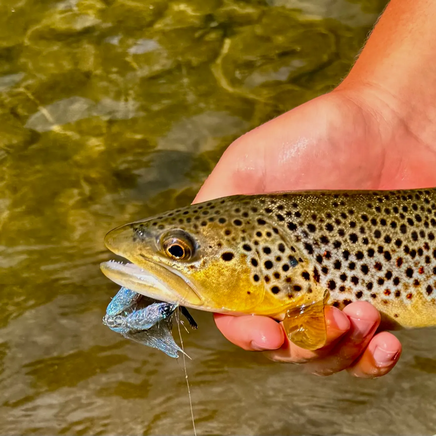 Brown trout caught on Fishbrain