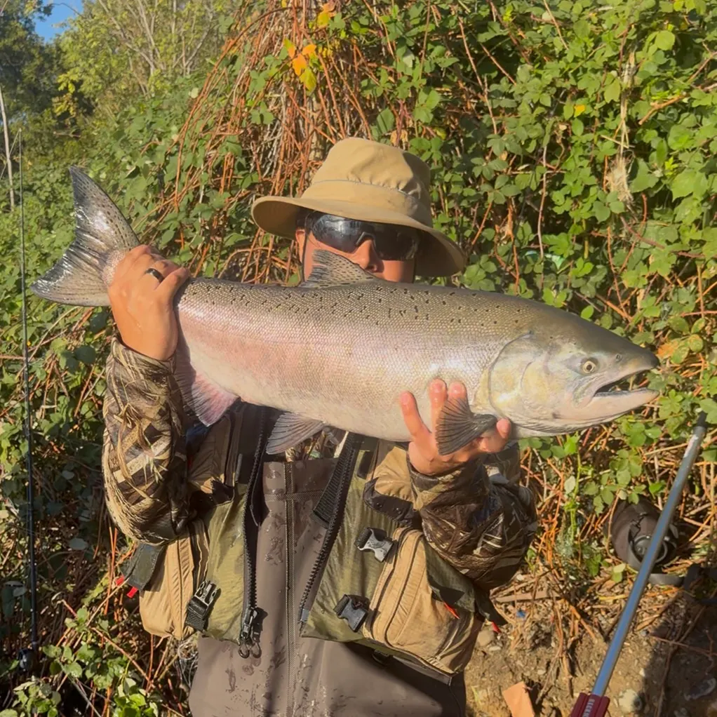 Chinook salmon caught on Fishbrain