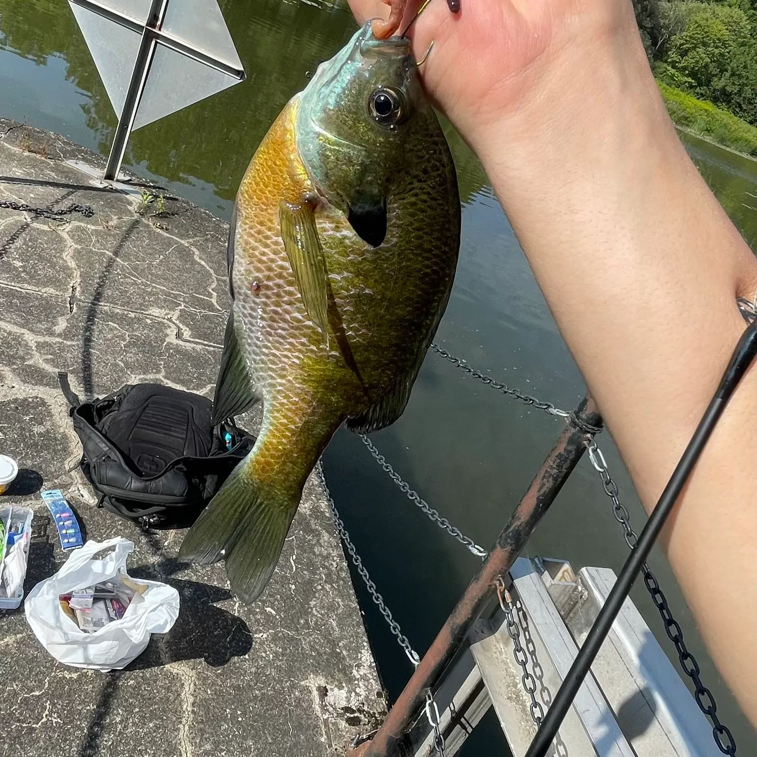 recently logged catches