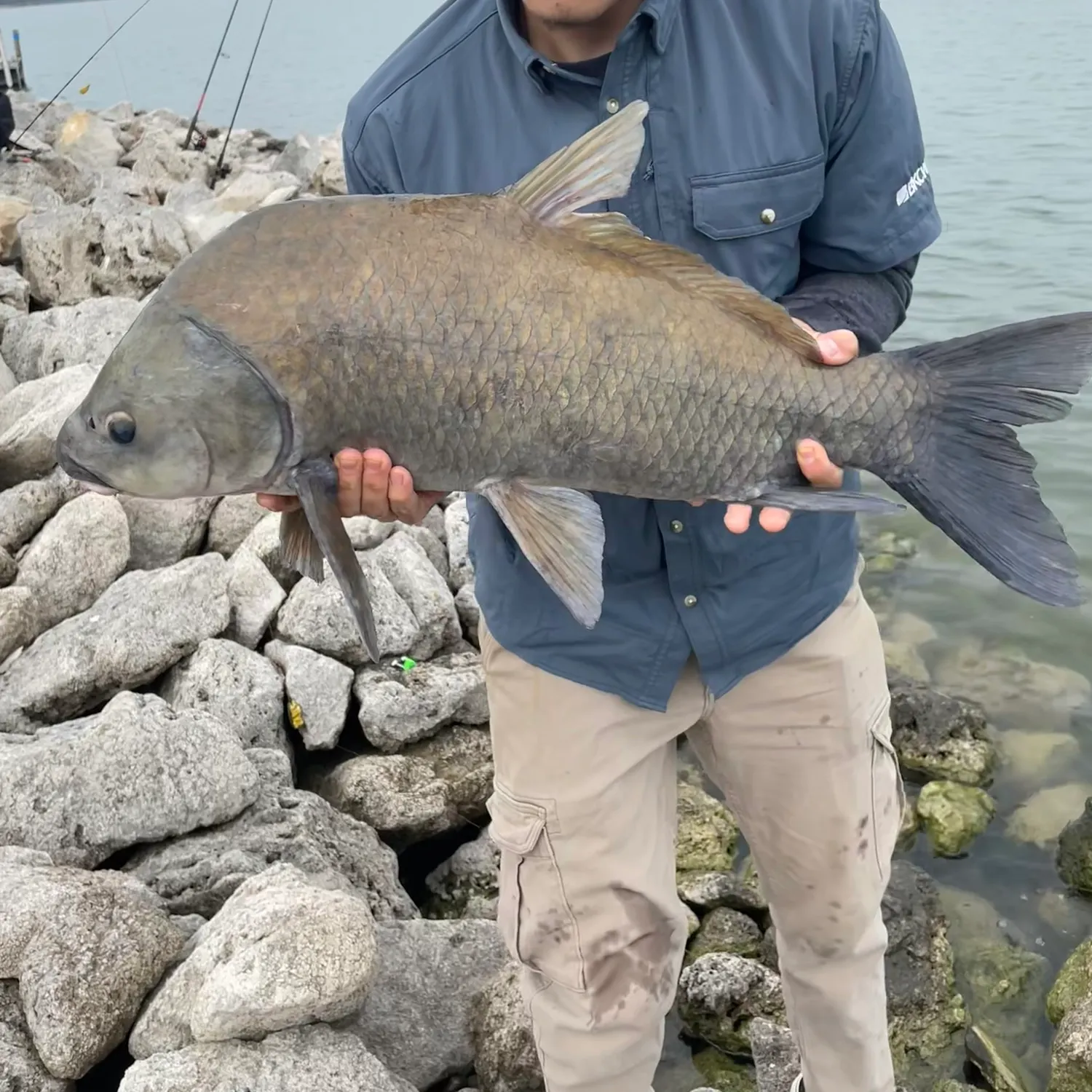 The most recent Black buffalo catches on Fishbrain