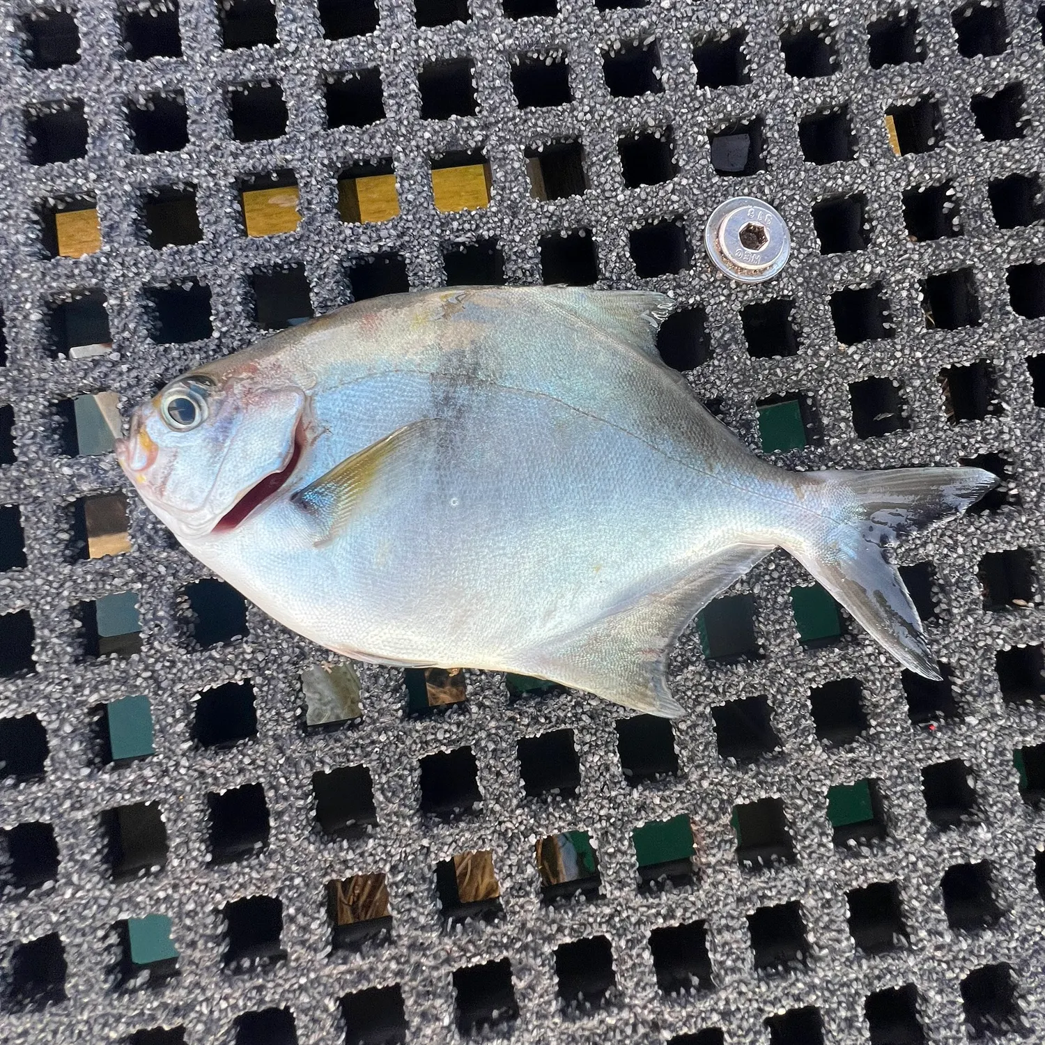 The most recent Sea sweep catches on Fishbrain