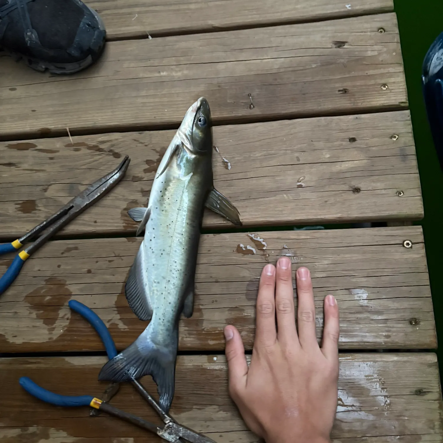 catch