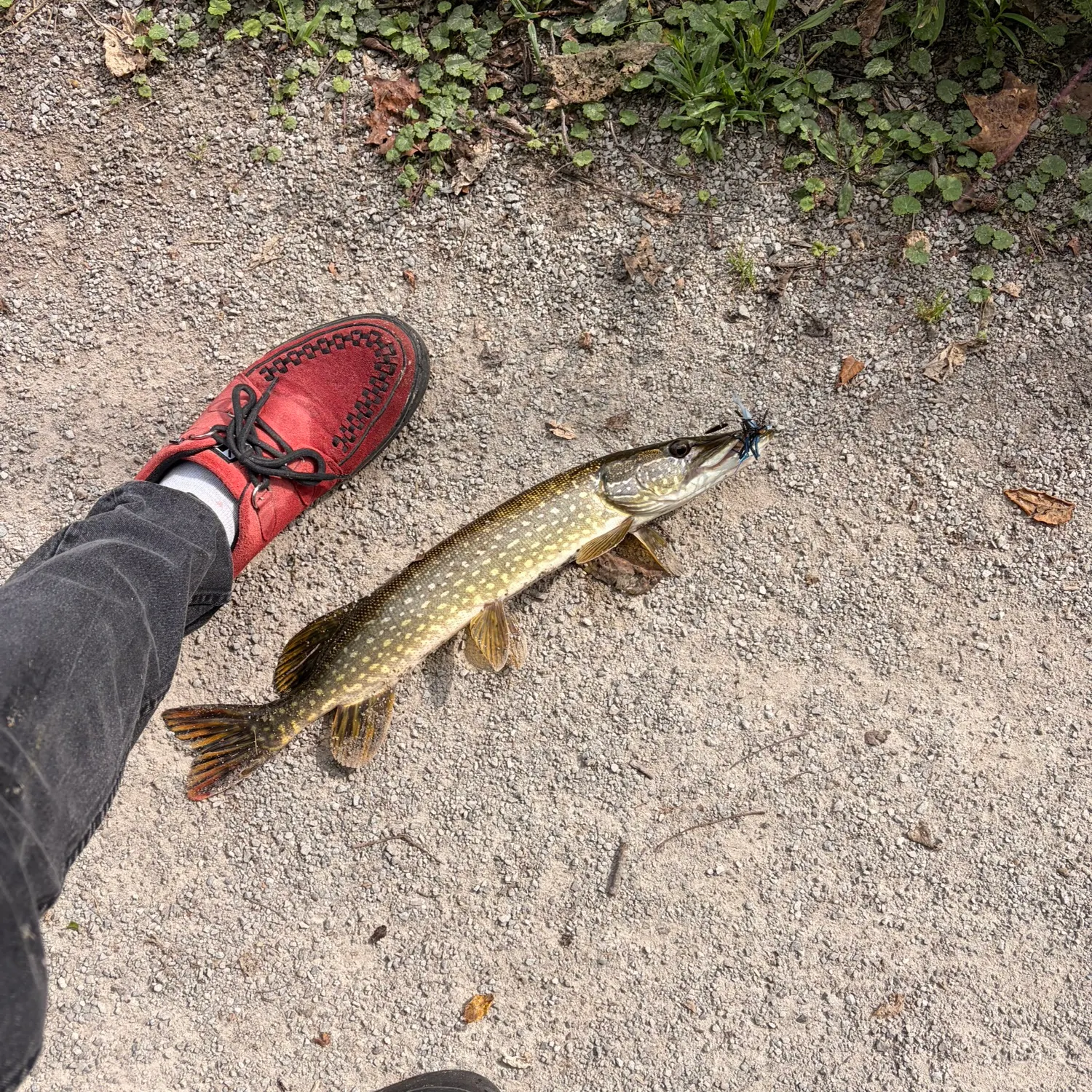 Northern pike caught on Fishbrain
