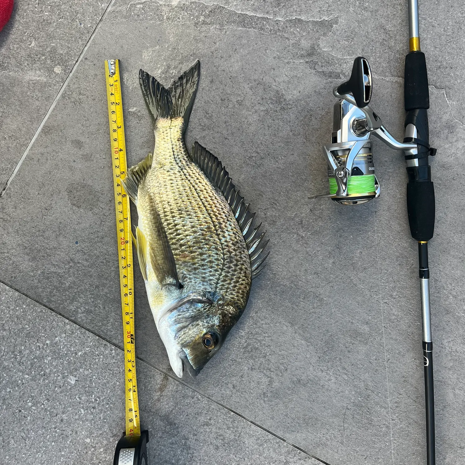 Surf bream caught on Fishbrain