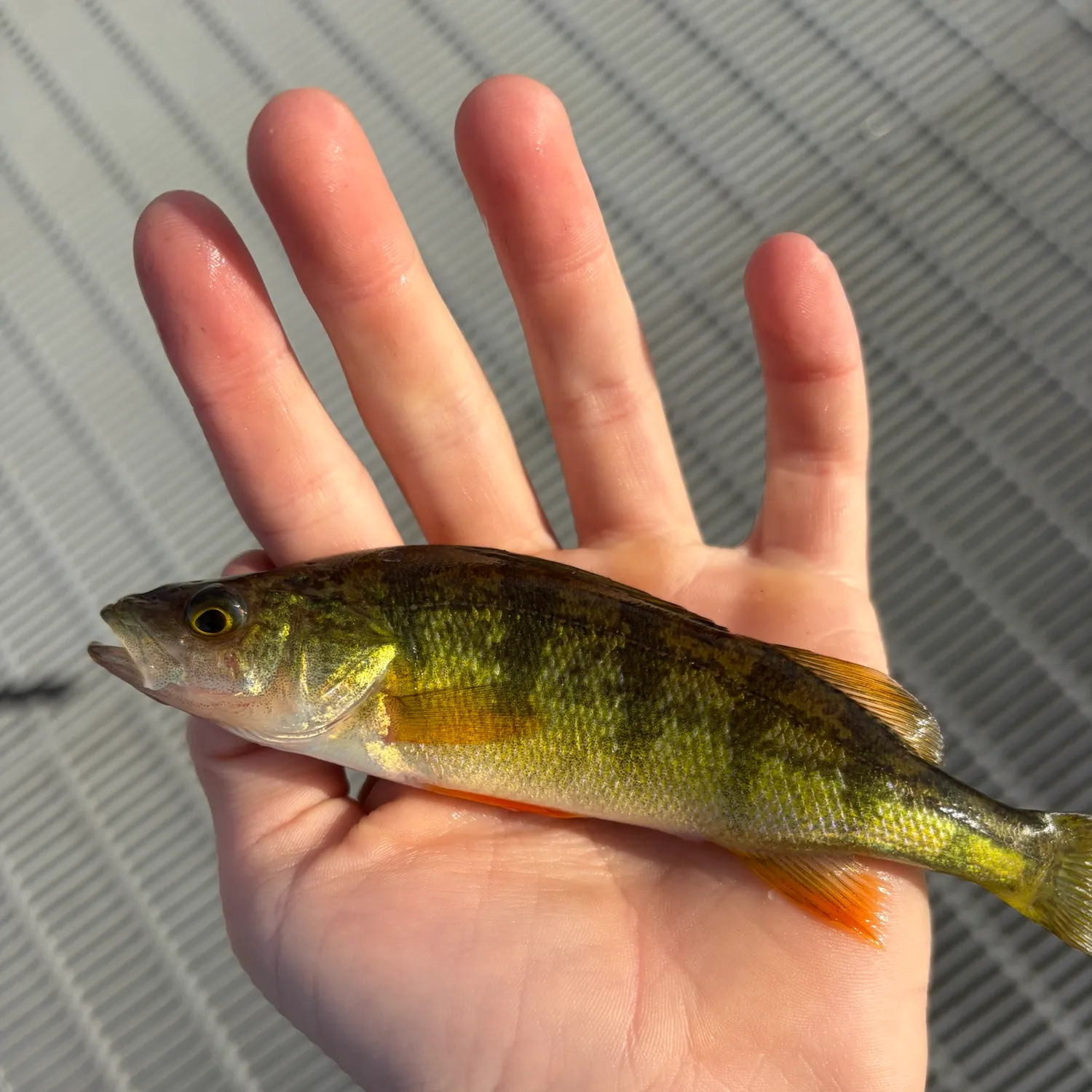 Yellow perch caught on Fishbrain