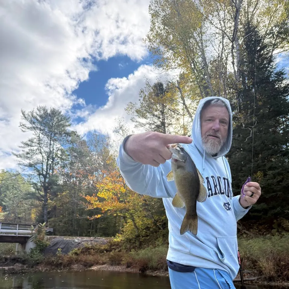 Smallmouth bass caught on Fishbrain