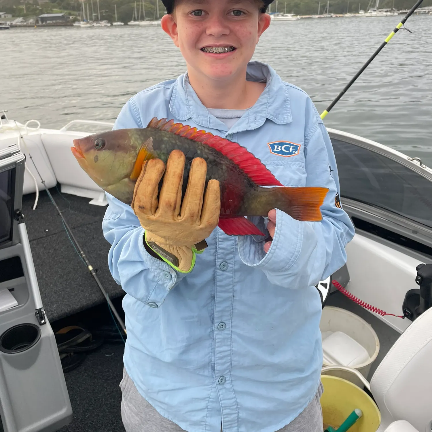 The most recent Crimsonband wrasse catches on Fishbrain