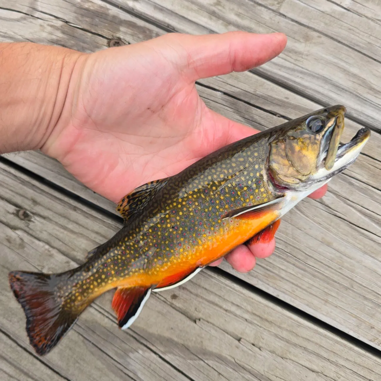 Brook trout caught on Fishbrain