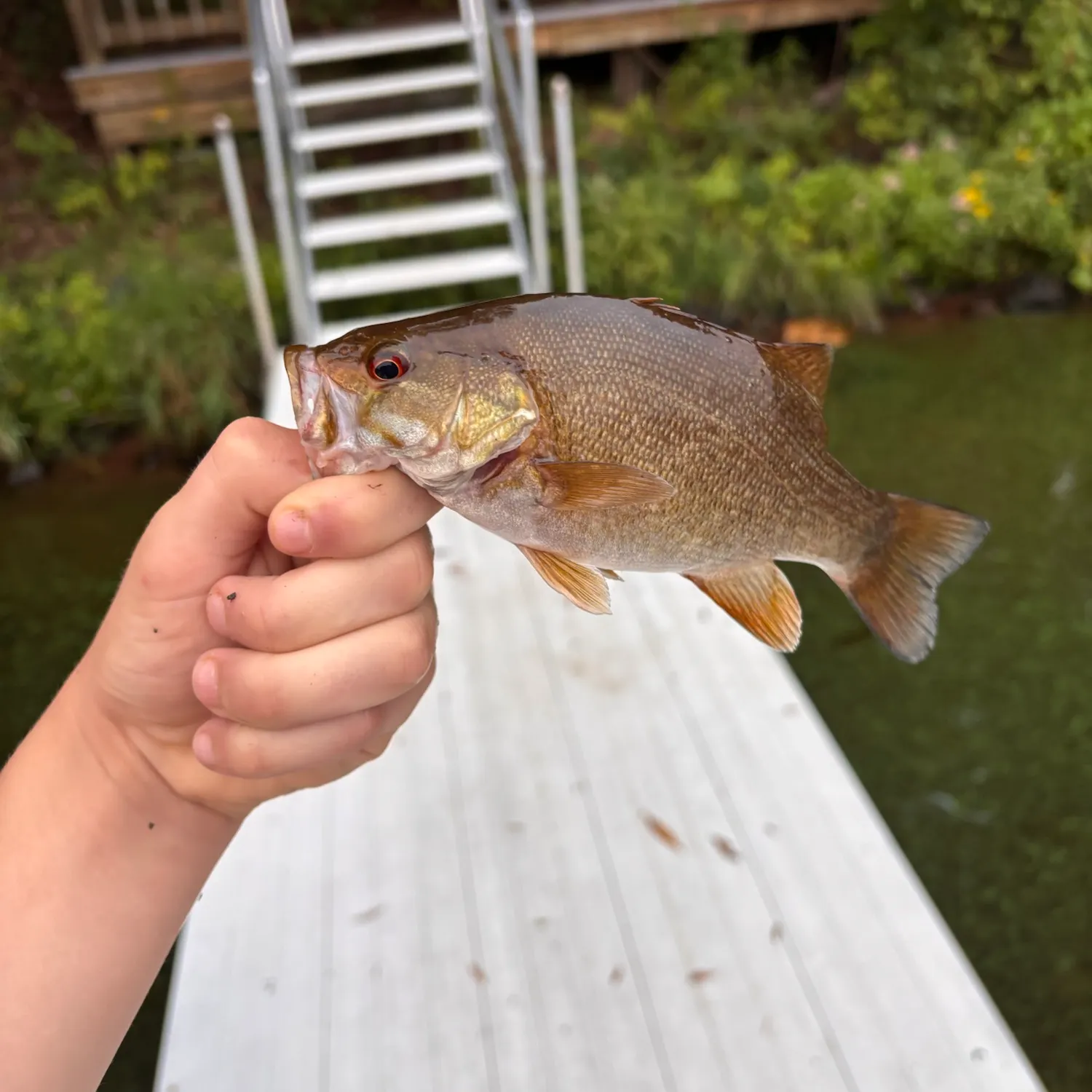 Smallmouth bass caught on Fishbrain