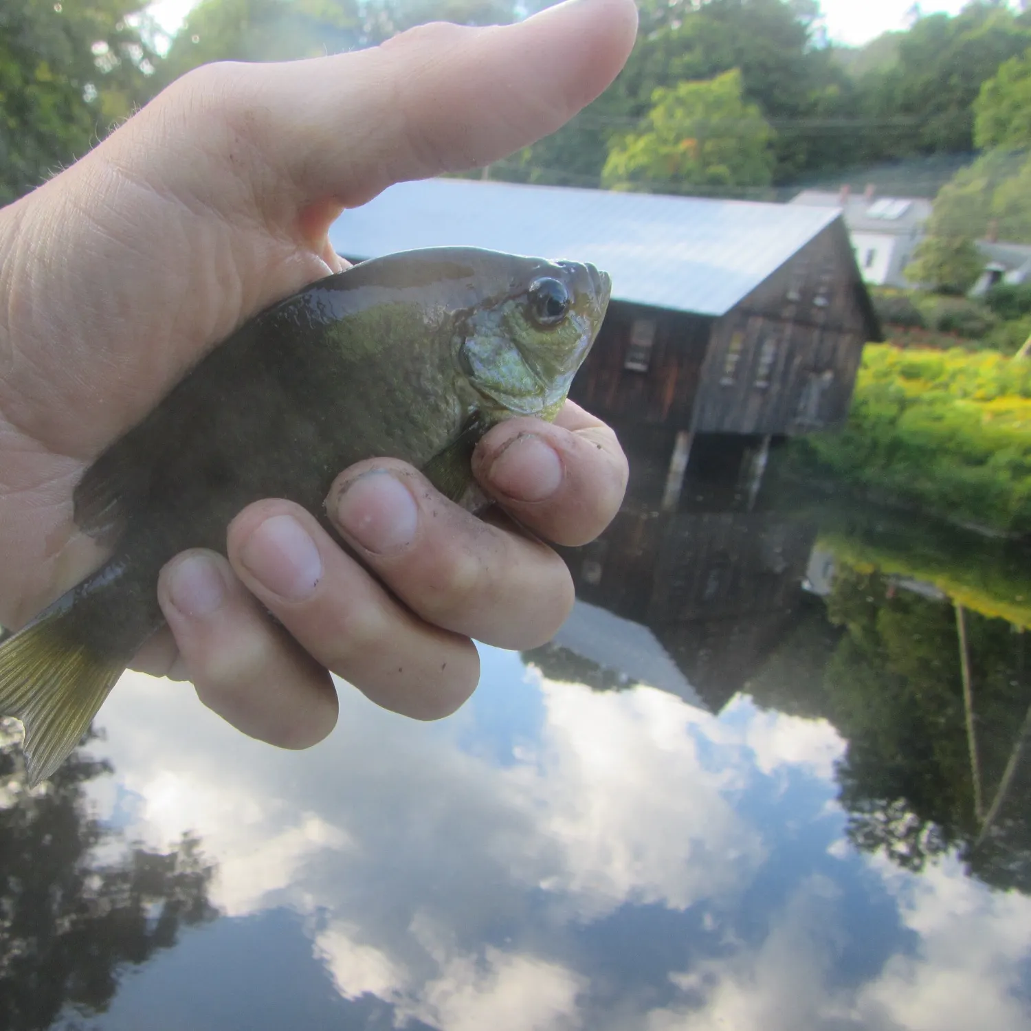 Bluegill caught on Fishbrain
