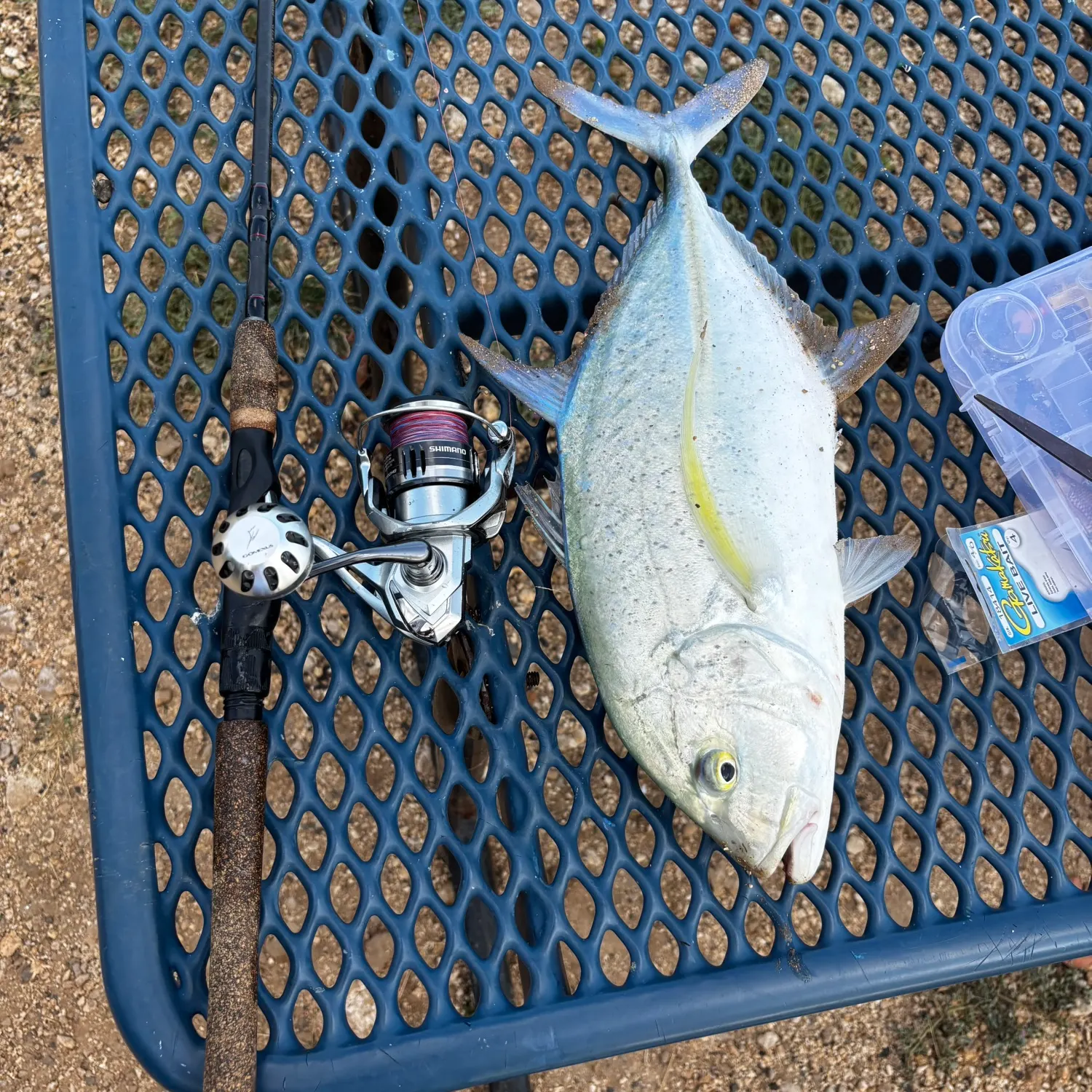 The most recent Bluefin trevally catches on Fishbrain