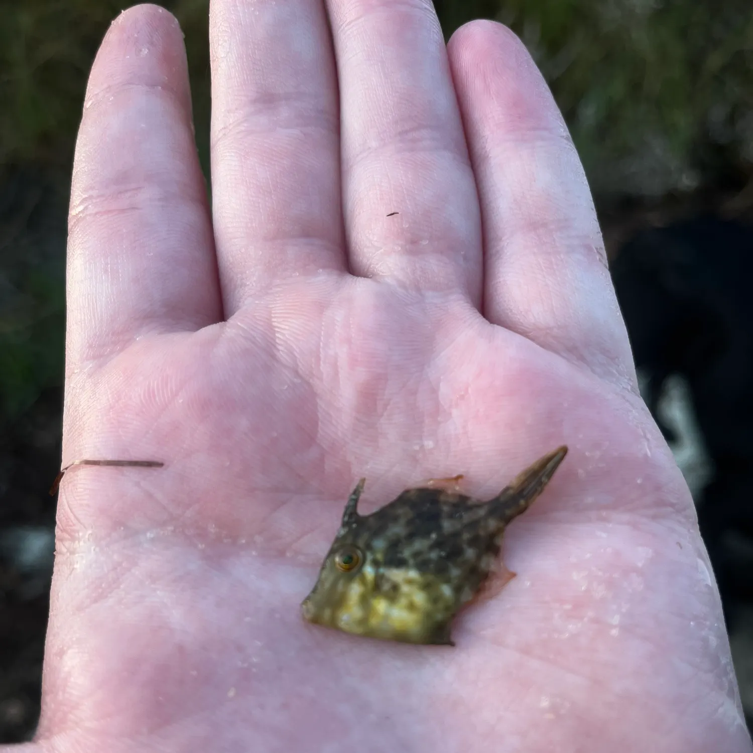 The most recent Planehead filefish catches on Fishbrain
