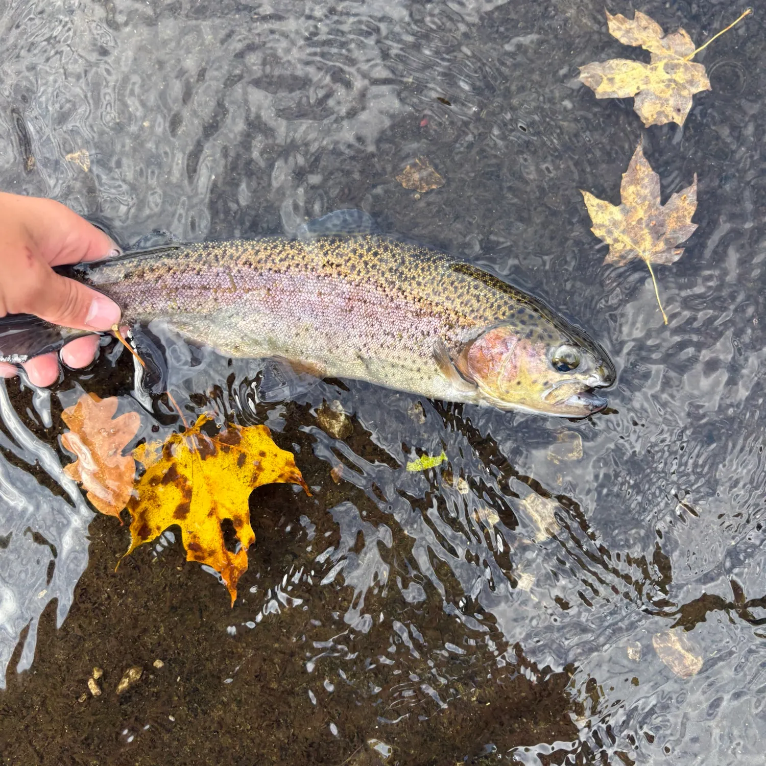 Rainbow trout caught on Fishbrain