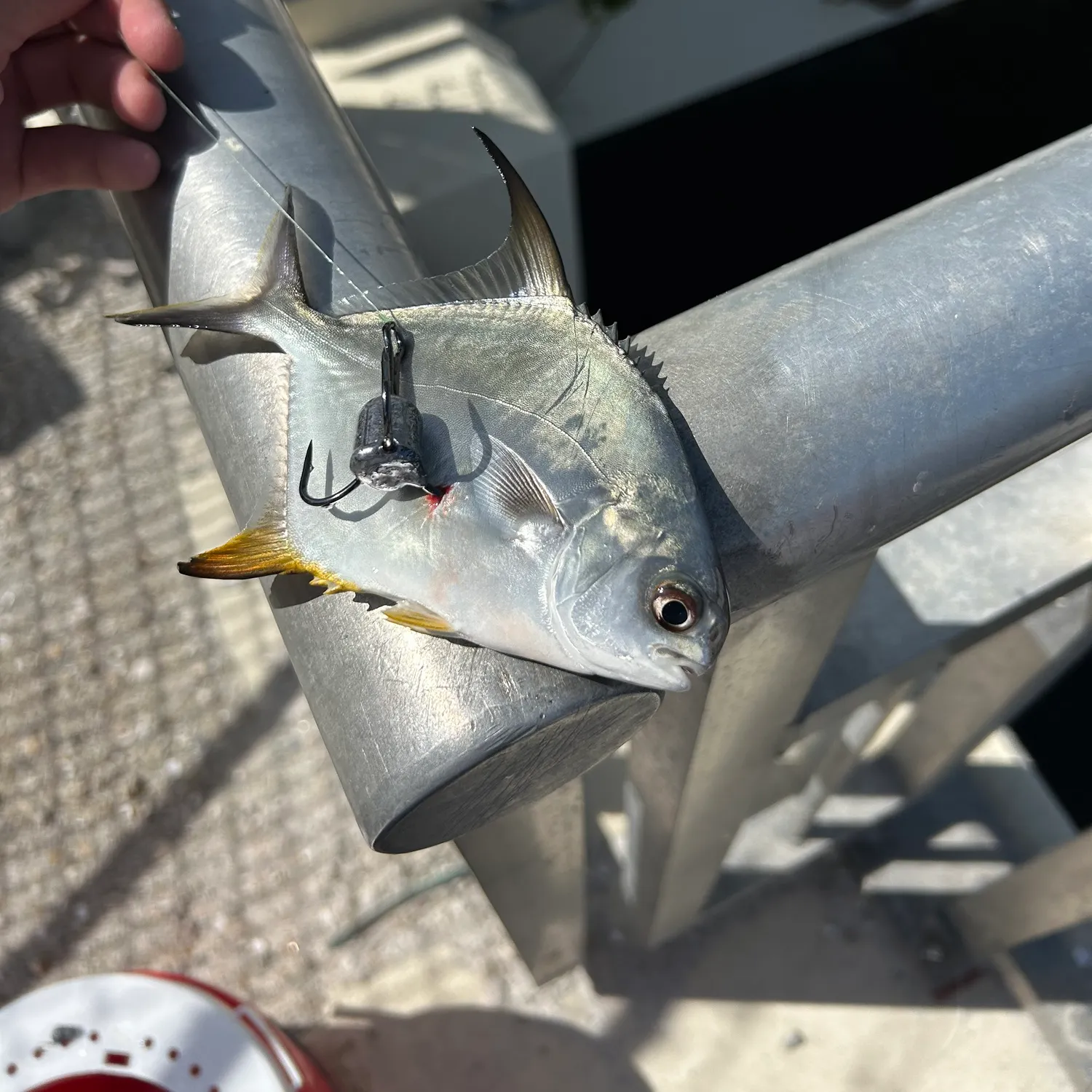The most recent Permit catches on Fishbrain